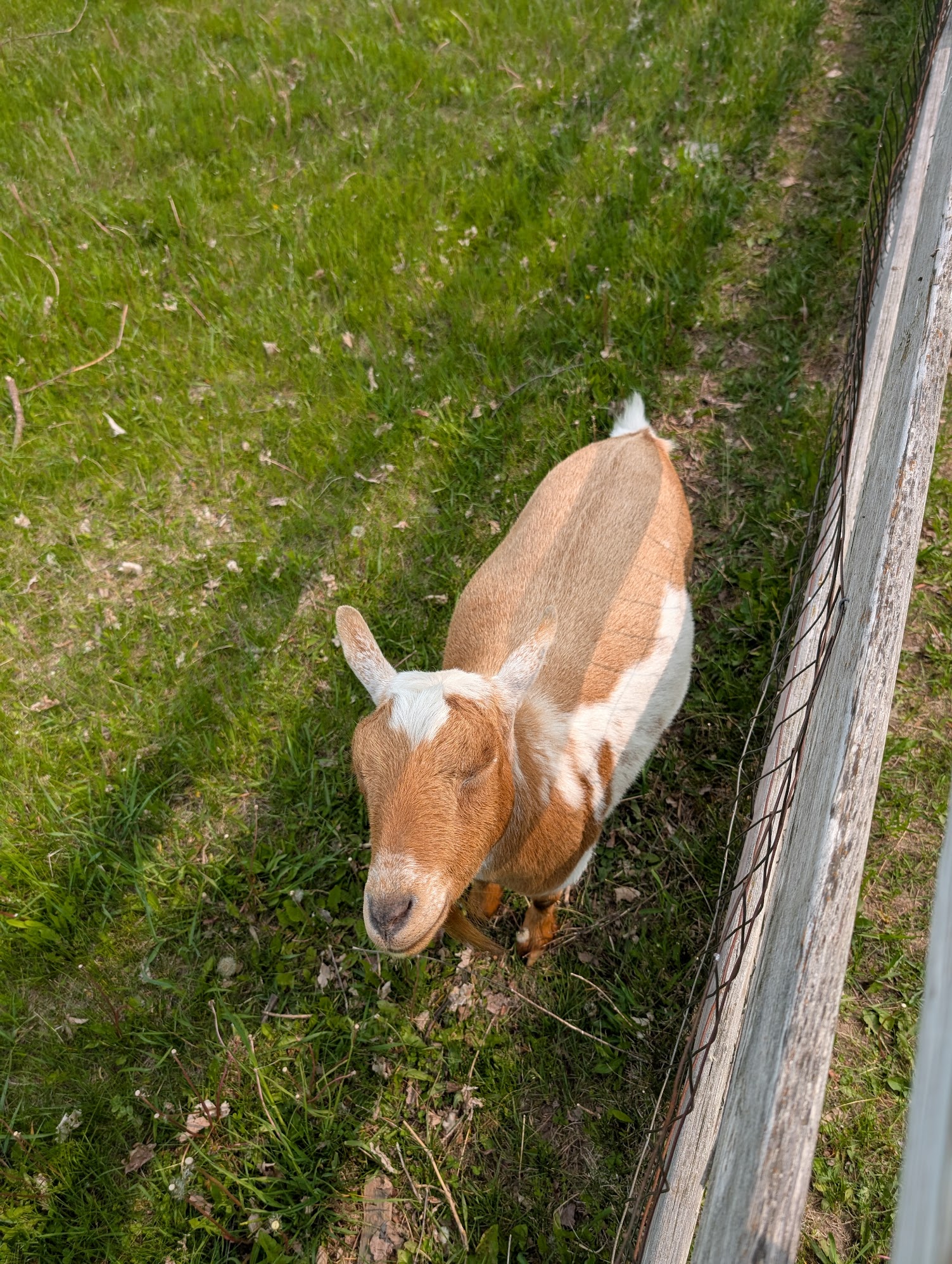 Opie helping me work